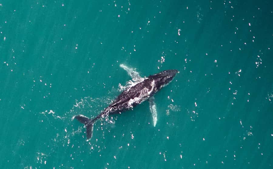 Western Australia: Swim with Humpback Whales - Key points to know before you book