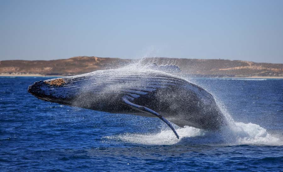 Western Australia: Swim with Humpback Whales - Why this Ningaloo whale tour is different