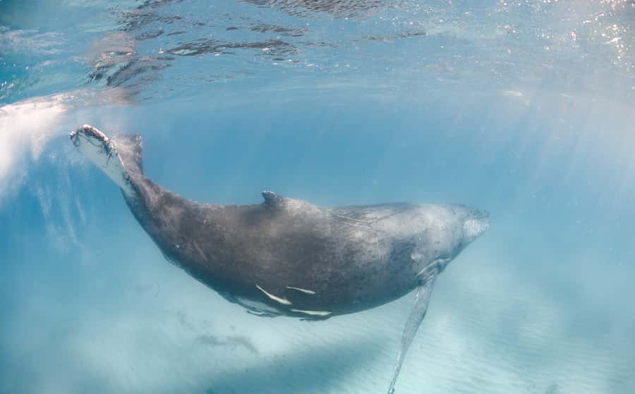 Western Australia: Swim with Humpback Whales - Heading into open water for the humpback migration