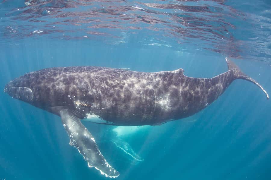 Western Australia: Swim with Humpback Whales - Your first snorkel on Ningaloo Reef