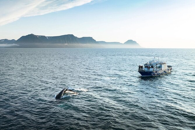 Westfjords Whale Watching - Key points before you book