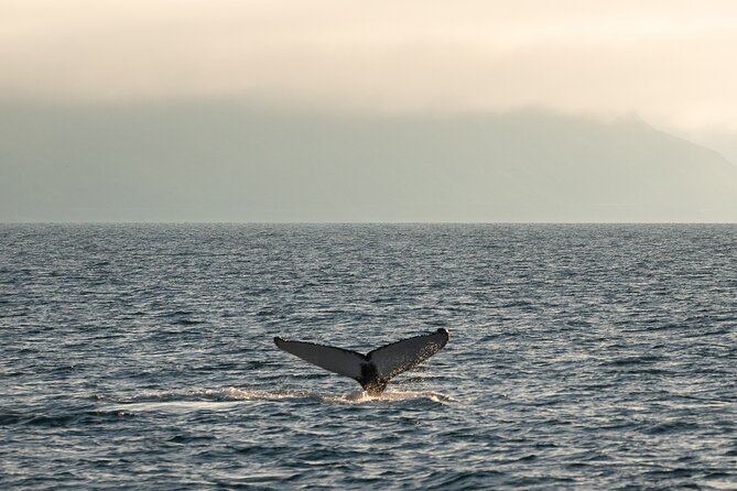 Westfjords Whale Watching - Cold air, rough waves, and the right clothing