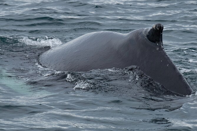 Westfjords Whale Watching - Is $113.68 a fair price?