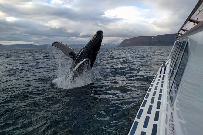 Westfjords Whale Watching - Finding the whales in about 15 to 30 minutes