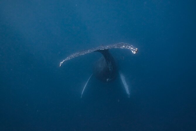 Whale and Dive Combo Tour in Los Cabos - Key points at a glance