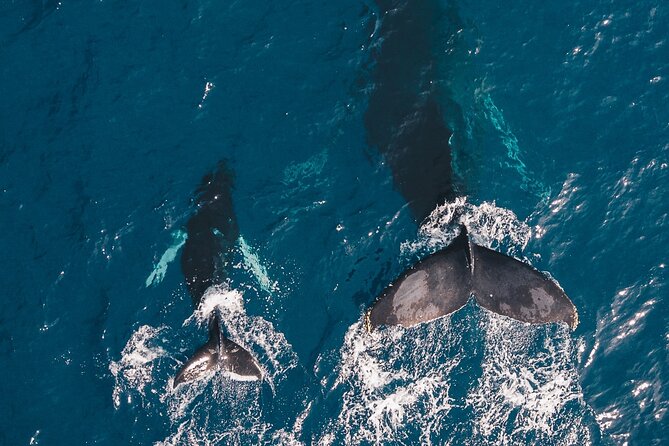 Whale and Dive Combo Tour in Los Cabos - Why this Cabo morning is different