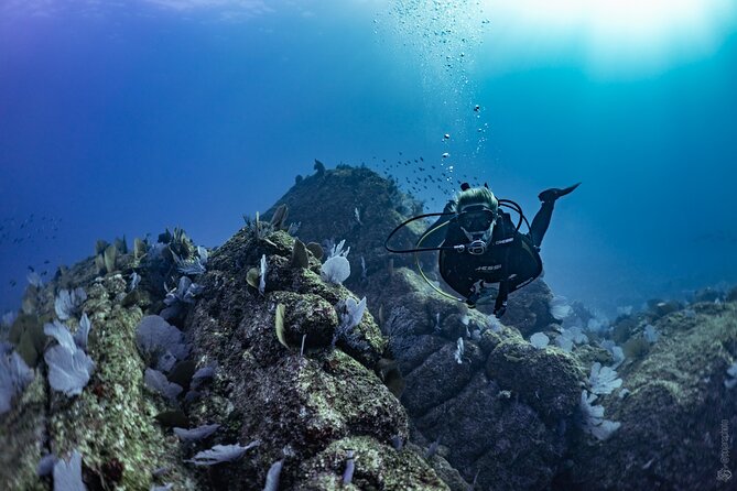 Whale and Dive Combo Tour in Los Cabos - El Arco and the scenic bay