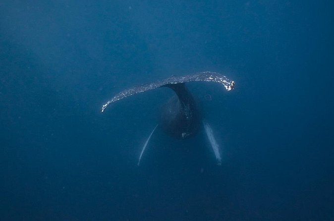 Whale and Dive Combo Tour in Los Cabos - First reef session: local wildlife below the surface