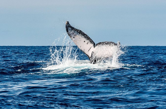 Whale and Dive Combo Tour in Los Cabos - The surface interval brings another whale chance