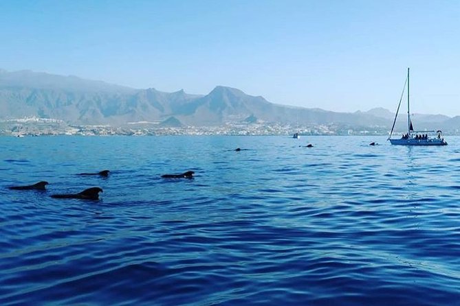 Whale and Dolphin Small Group Sailing from Tenerife South - Is $60.49 a fair price?