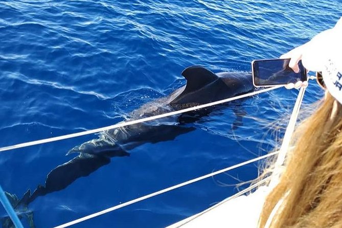 Whale and Dolphin Small Group Sailing from Tenerife South - Dolphins, turtles, and the open-water rhythm