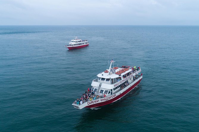 Whale and Dolphin Watching Cruise from Cape May - Key points before you book