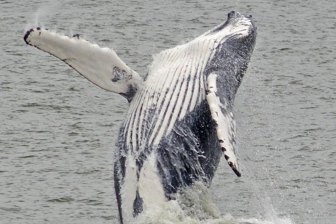 Whale and Dolphin Watching Cruise from Cape May - Boat comfort, food, and rough water