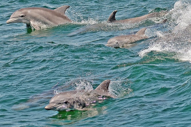 Whale and Dolphin Watching Cruise from Cape May - Is $45 a fair price?