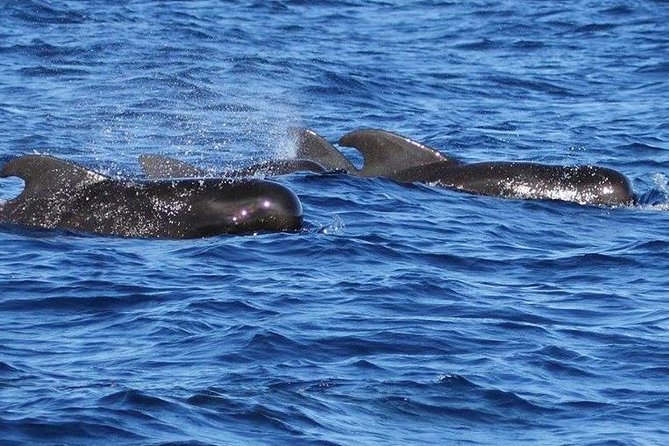 Whale and Dolphin Watching Cruise in St Lucia - Leaving Vigie Marina at 8 a.m.
