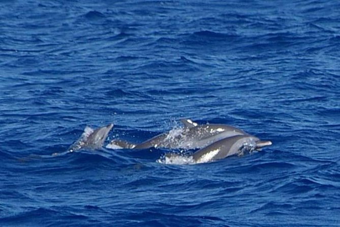 Whale and Dolphin Watching Cruise in St Lucia - Sperm whales, dolphins, and the moments that matter