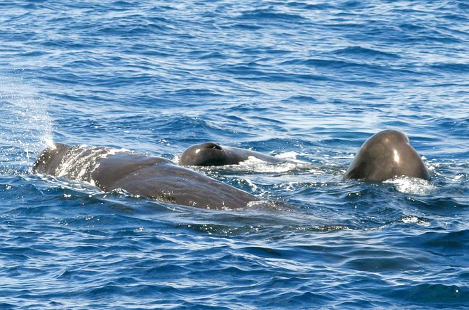 Whale and Dolphin Watching Cruise in St Lucia - Drinks, shade, and boat comfort