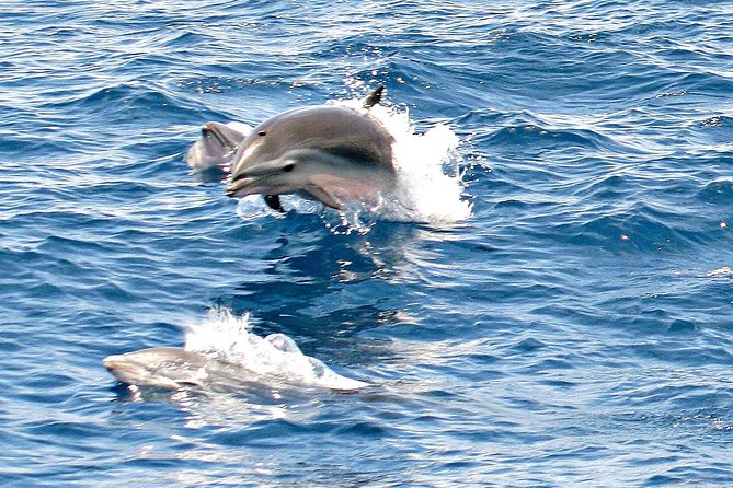 Whale and Dolphin Watching Cruise in St Lucia - What the crew adds to the ride