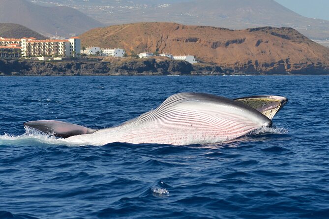 Whale and Dolphin Watching EcoAdventure in Tenerife - Why This Tenerife Whale Trip Feels Different