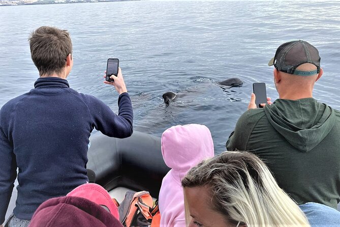 Whale and Dolphin Watching EcoAdventure in Tenerife - Searching the Waters Around Tenerife