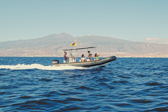 Whale and Dolphin Watching EcoAdventure in Tenerife - Dolphins, Turtles, and Less Common Sightings