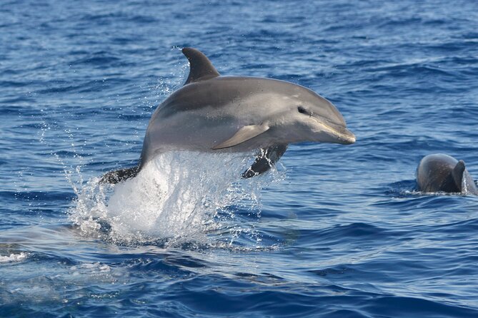 Whale and Dolphin Watching EcoAdventure in Tenerife - What the Guide Adds to the Two Hours