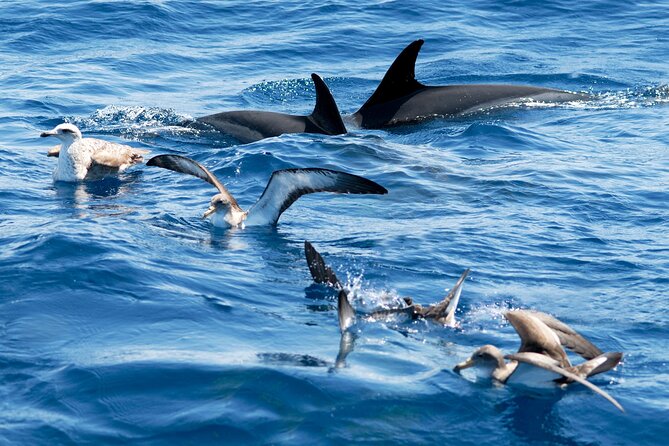 Whale and Dolphin Watching EcoAdventure in Tenerife - How the Experience Works for Families