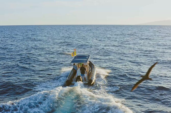 Whale and Dolphin Watching EcoAdventure in Tenerife - Meeting at Avenida de Colón in Costa Adeje