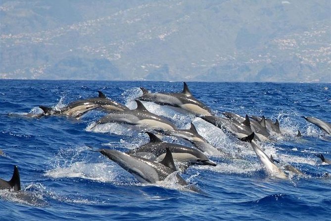 Whale and Dolphin Watching in Calheta, Madeira Island - Key points to know before booking