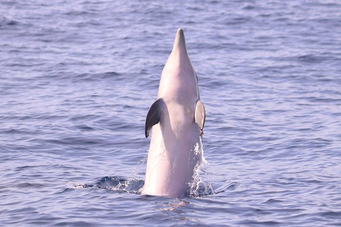 Whale and Dolphin Watching in Calheta, Madeira Island - How the land spotter shapes your two hours