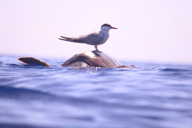 Whale and Dolphin Watching in Calheta, Madeira Island - The crew’s approach to wildlife