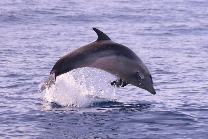 Whale and Dolphin Watching in Calheta, Madeira Island - The boat ride and the coastal views