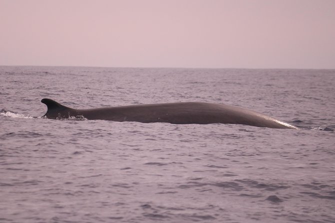 Whale and Dolphin Watching in Calheta, Madeira Island - Weather, timing, and the chance of a changed plan