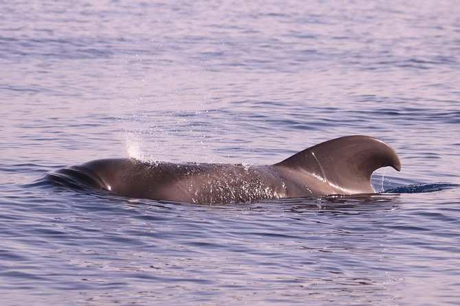 Whale and Dolphin Watching in Calheta, Madeira Island - Is $72.56 good value?