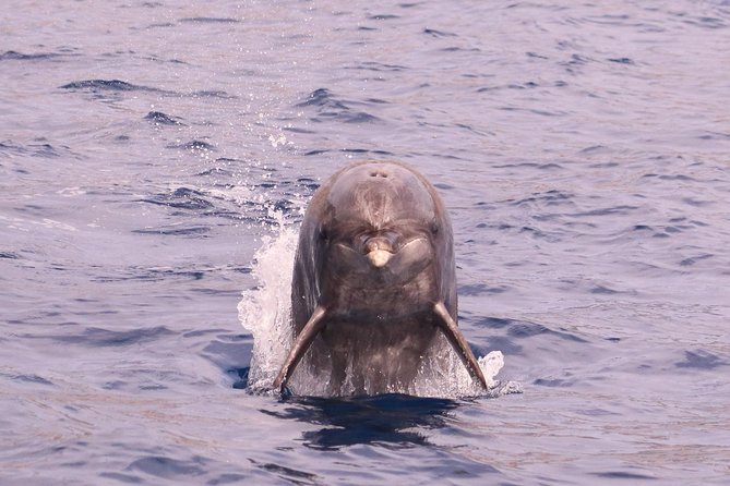 Whale and Dolphin Watching in Calheta, Madeira Island - Who should book this Calheta trip?