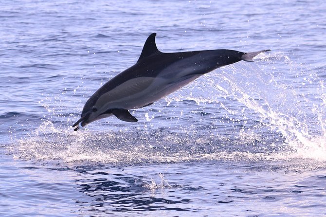 Whale and Dolphin Watching in Calheta, Madeira Island - What you might see beyond dolphins