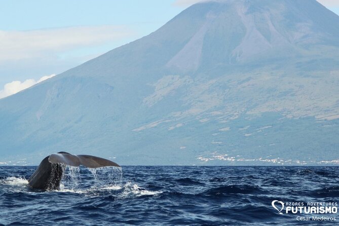 Whale and dolphin watching in Pico Island - Key points to know before booking