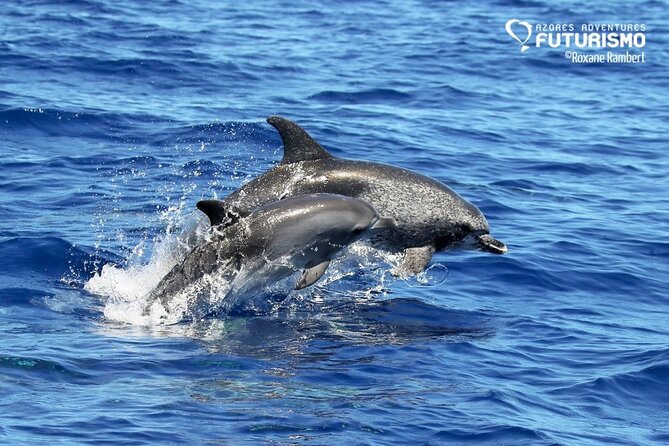 Whale and dolphin watching in Pico Island - What a typical three-hour outing feels like