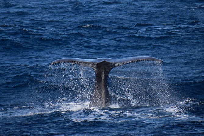 Whale and dolphin watching in Pico Island - Why the 24-person limit matters