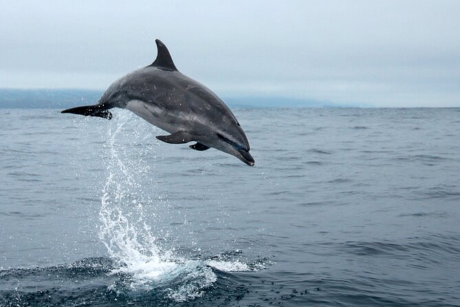 Whale and dolphin watching in Pico Island - The best season is April through October