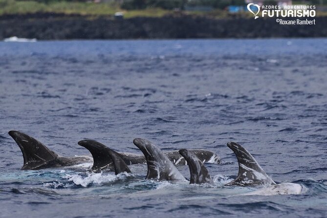 Whale and dolphin watching in Pico Island - Is $69.39 a fair price?