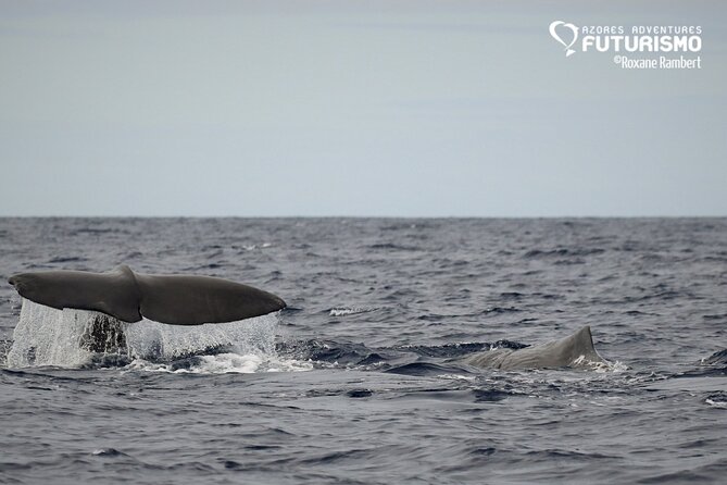 Whale and dolphin watching in Pico Island - What the strongest praise tells you