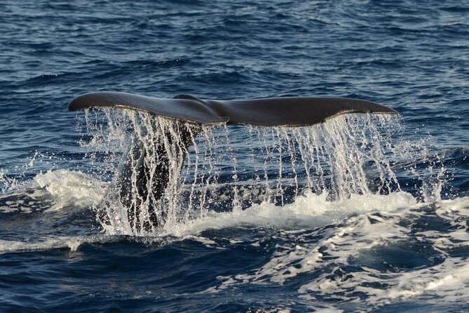 Whale and Dolphin Watching in Pico Island - Half Day - Key things to know before you book