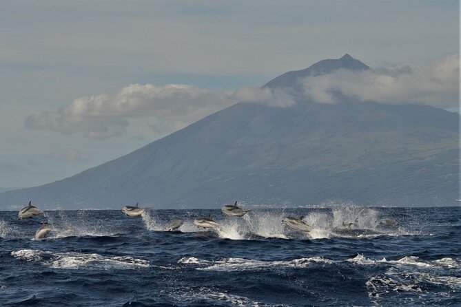 Whale and Dolphin Watching in Pico Island - Half Day - Starting at Lajes do Pico with a short wildlife briefing