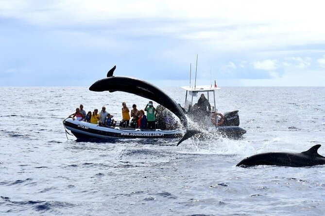 Whale and Dolphin Watching in Pico Island - Half Day - What the $79.85 price really includes