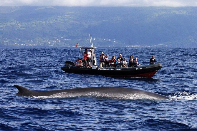 Whale and Dolphin Watching in Pico Island - Half Day - Who will enjoy this half-day cruise?
