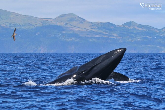 Whale and dolphin watching in Pico Island - The pre-tour briefing gives you useful context