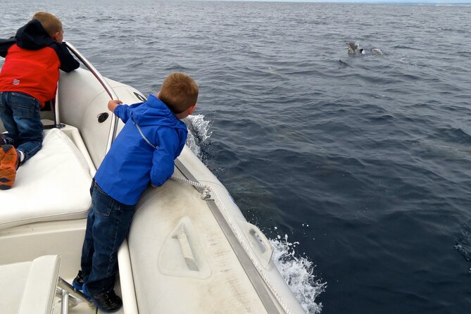 Whale and Dolphin Watching in San Diego - Whale Sightings Range From Gray Whales to Humpbacks