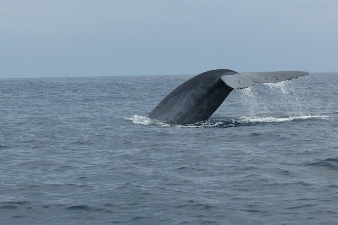 Whale and Dolphin Watching in San Diego - Sea Lions, Seals, Birds, and the Smaller Details