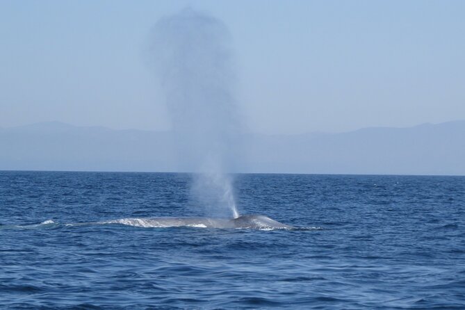 Whale and Dolphin Watching in San Diego - What to Wear and Bring for Three Hours at Sea